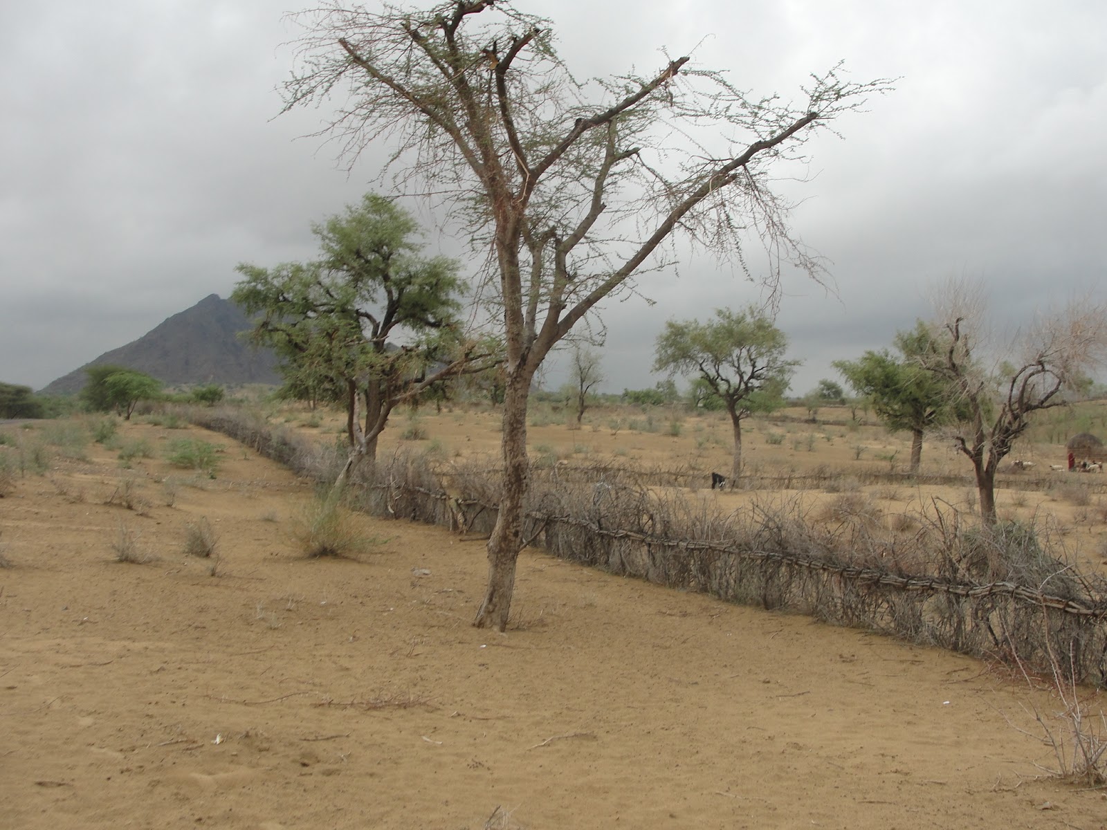 Barmer